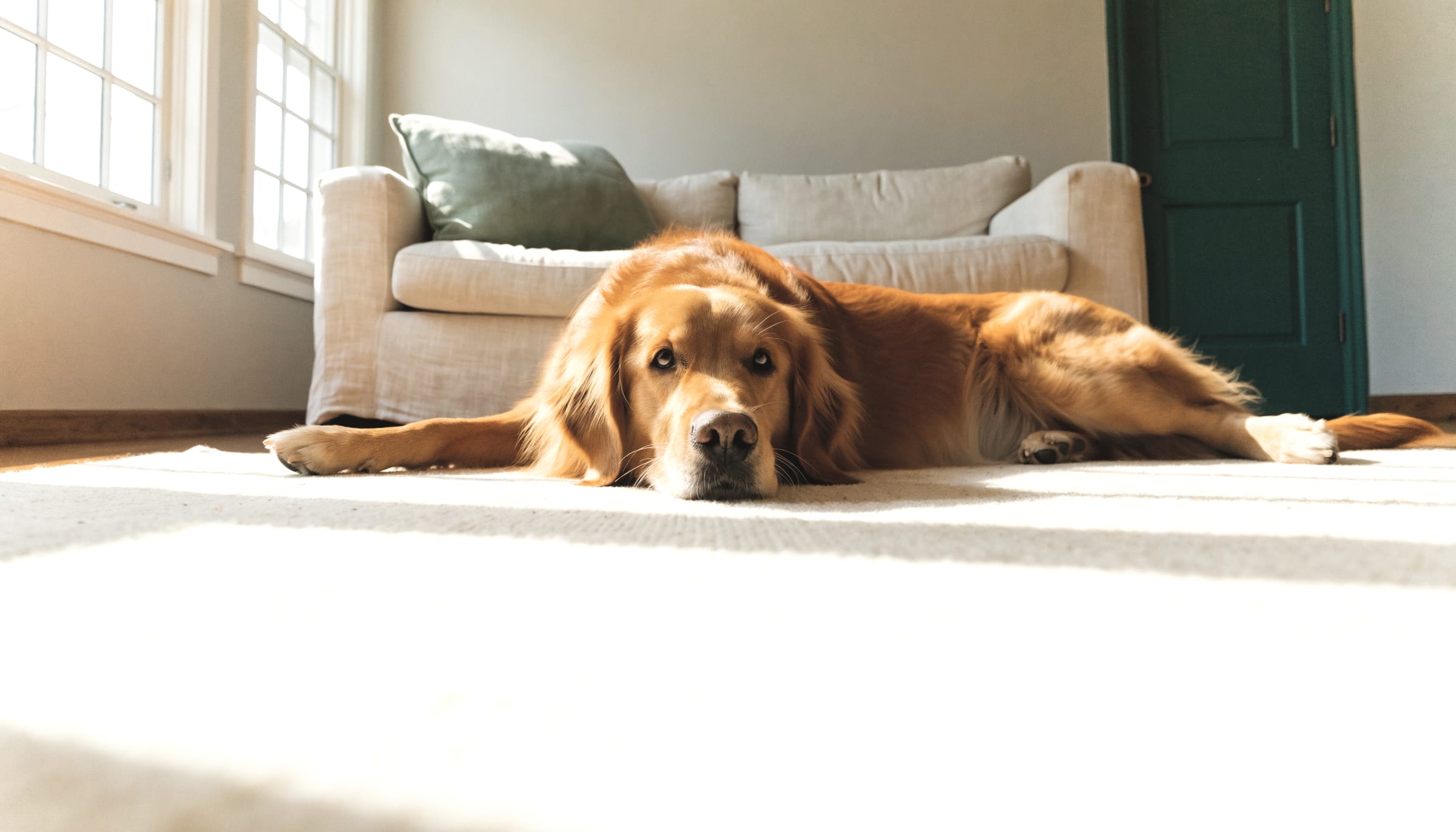 A golden retriever lying on a cream rug in a sunlit living room